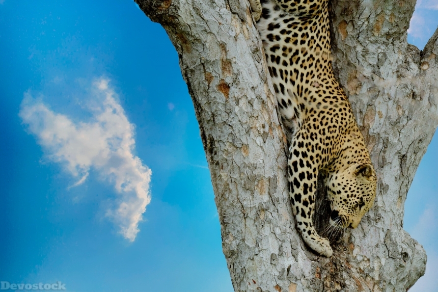 Devostock Animal Big Big Cat African Leopard4k