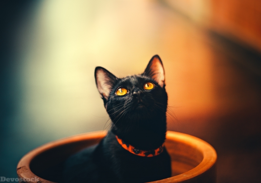 Devostock Animal Black Cat Orange Eyes 4k