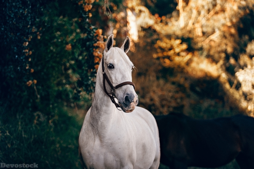 Devostock Animal Blurred Background Close Up White Horse 4k
