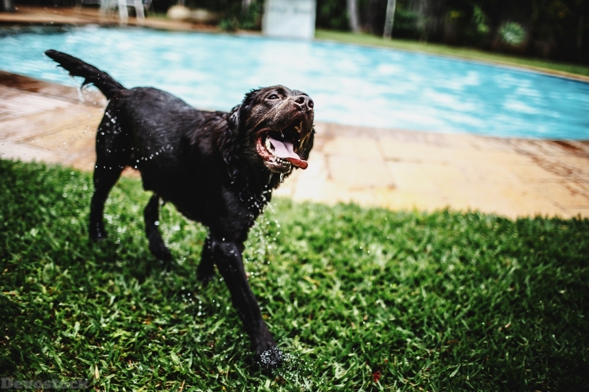 Devostock Animal Canine Dog Water Pool 4k