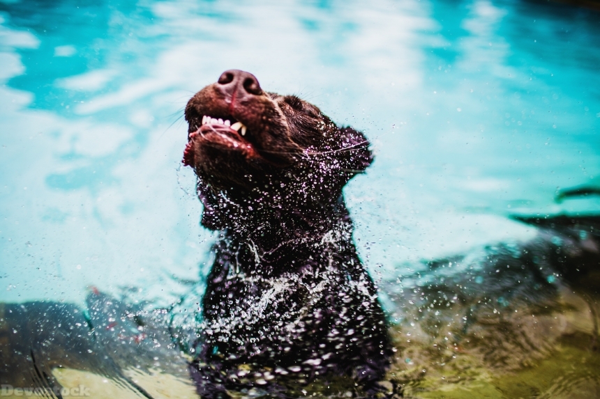 Devostock Animal Canine Dog Water Wet 4k