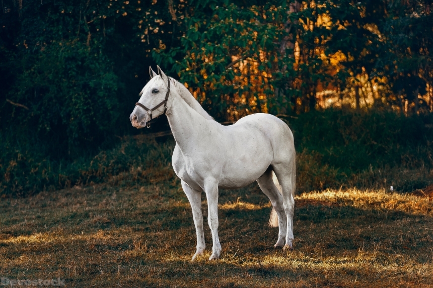 Devostock Animal Countryside Daylight White Horse 4k