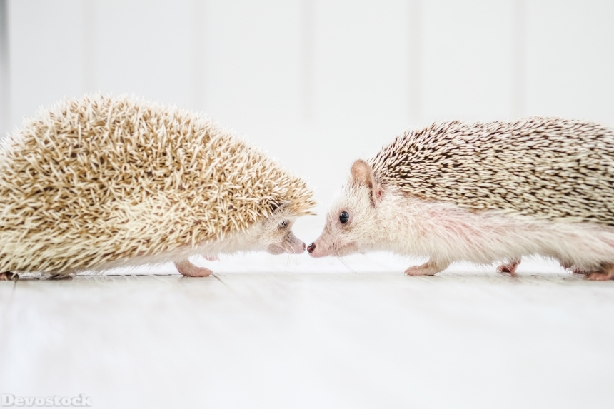 Devostock Animal Couples  Hedgehogs Kiss Love 4k