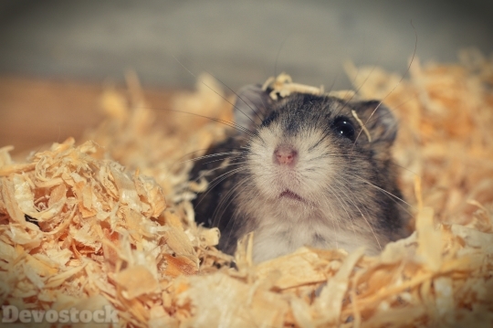 Devostock Animal Cute Mouse Experment Pet 4k