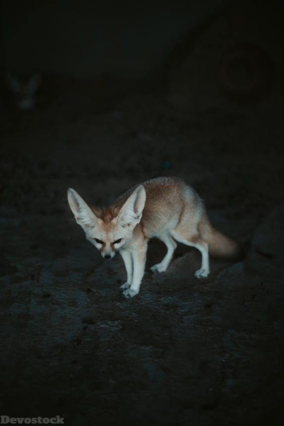 Devostock Animal Dark Photography Fennec Fox Rare 4k