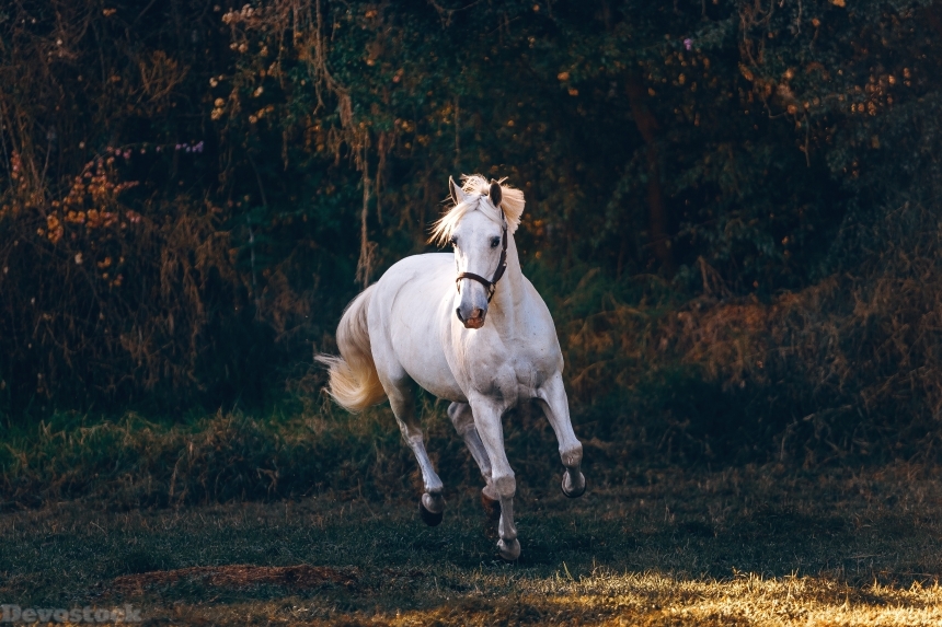 Devostock Animal Daylight Domestic White Horse 4k
