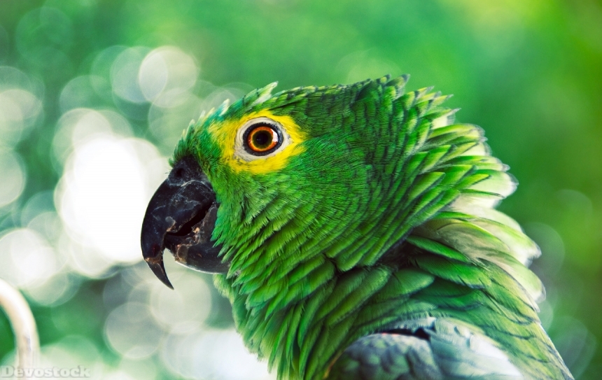 Devostock Animal Green Parrot Photography Avian 4k