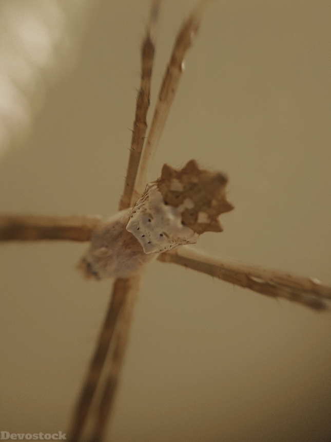 Devostock Animal Insect Photography Arachnid Spider Rare 4k