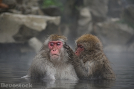 Devostock Animal Japanse Monkey Two Shower Hot 4k