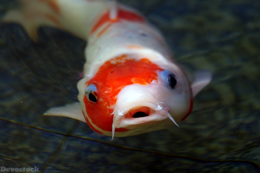 Devostock Animal Koi Rare Fish Orange White Water 4k