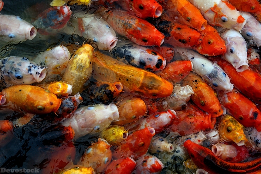 Devostock Animal Koi Rare Fishes Eating Food 4k