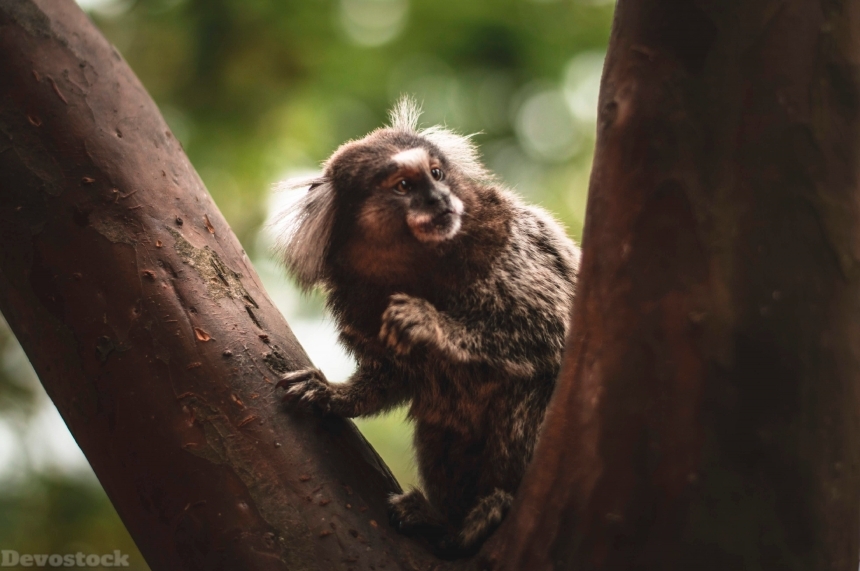 Devostock Animal Monkey Photography Ape Tree 4k