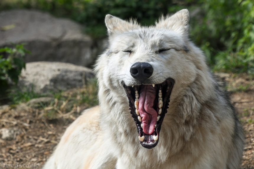 Devostock Animal Nature Wolf Yawning Sleepy 4k
