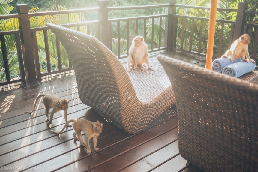 Devostock Animal Photography Animals Balcony Monkey 4k