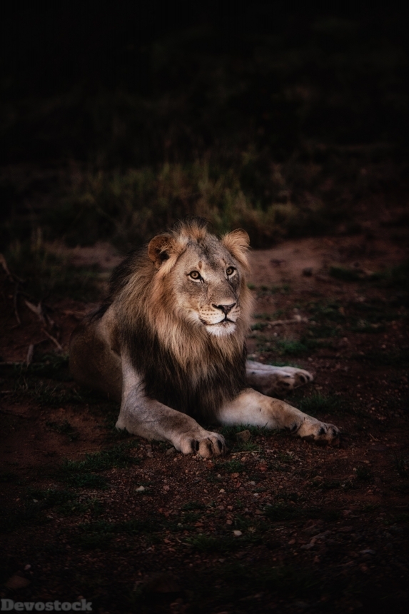 Devostock Animal Photography Big Cat Lion 4k