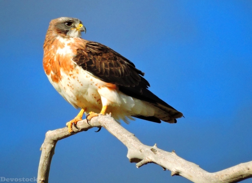 Devostock Animal Wild Bird Falcon Sky 4k