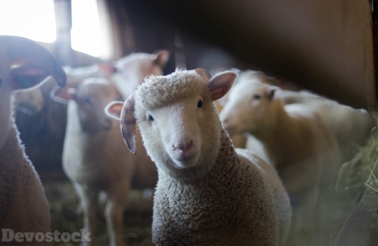 Devostock Animals Cuttles Sheeps 4k