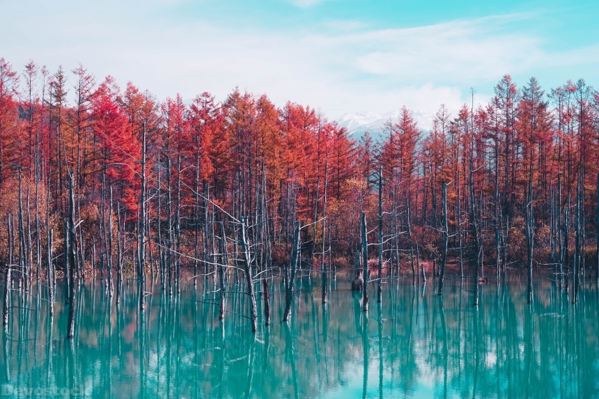 Devostock Autumn Lake Reflection Trees To 4K