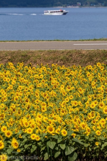 Devostock Beautiful Flowers Sun Yellow Sunflower 4k