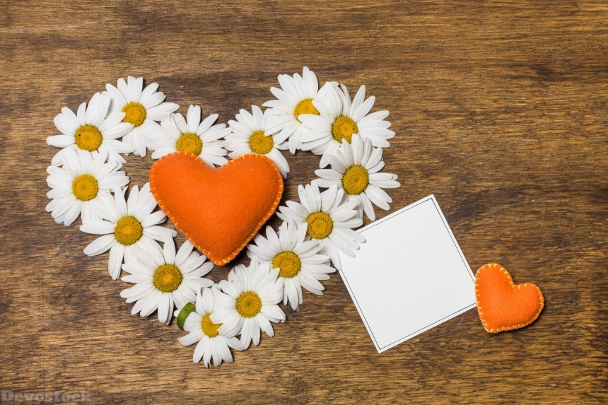 Devostock Camomiles Valentine Day Heart Template Greeting Card Flowers 4k