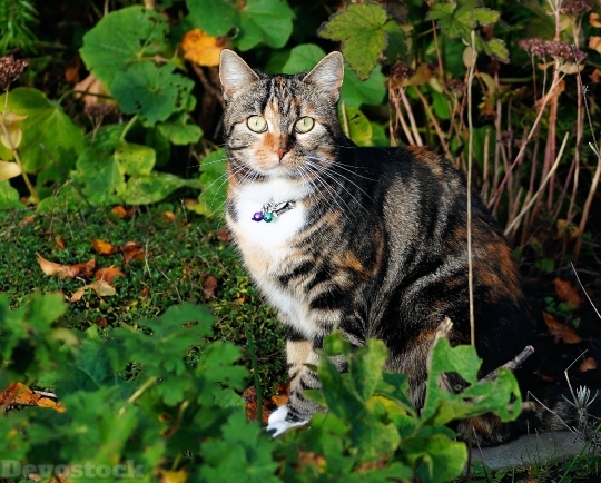 Devostock Cat Female Portrait Pet 4K