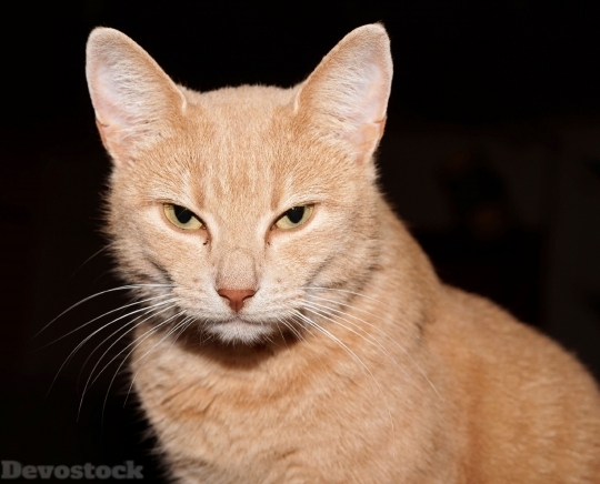 Devostock Cat Portrait Head Animal 4K