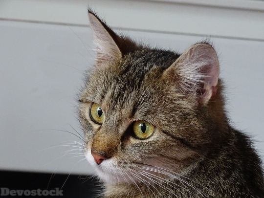 Devostock Cat Whiskers Nose Pet 4K