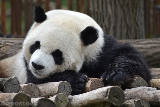 Devostock Cute Sleepy Giant Panda Wood 4k