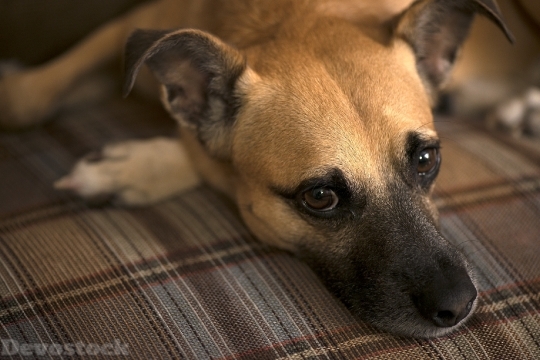 Devostock Dog Canine Animal Portrait 4K