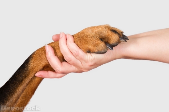 Devostock Dog Human Handshaking Friendship 4k