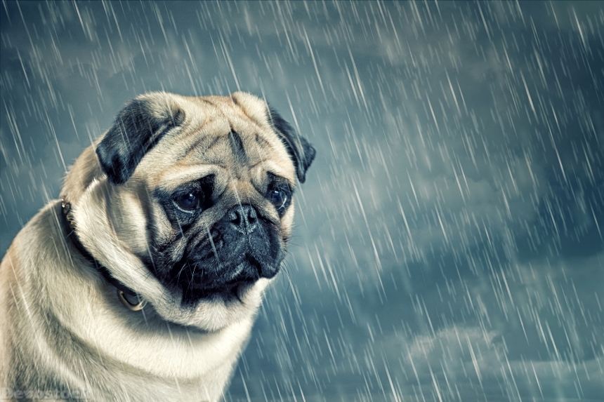Devostock Dog Rain Bulldog Puppy Sadness 4K