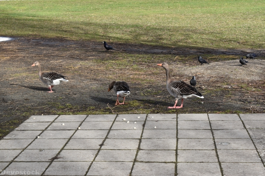 Devostock Exclusive Animal Birds Outdoor Park Group Ducks Eating Bread Crumbs 4k