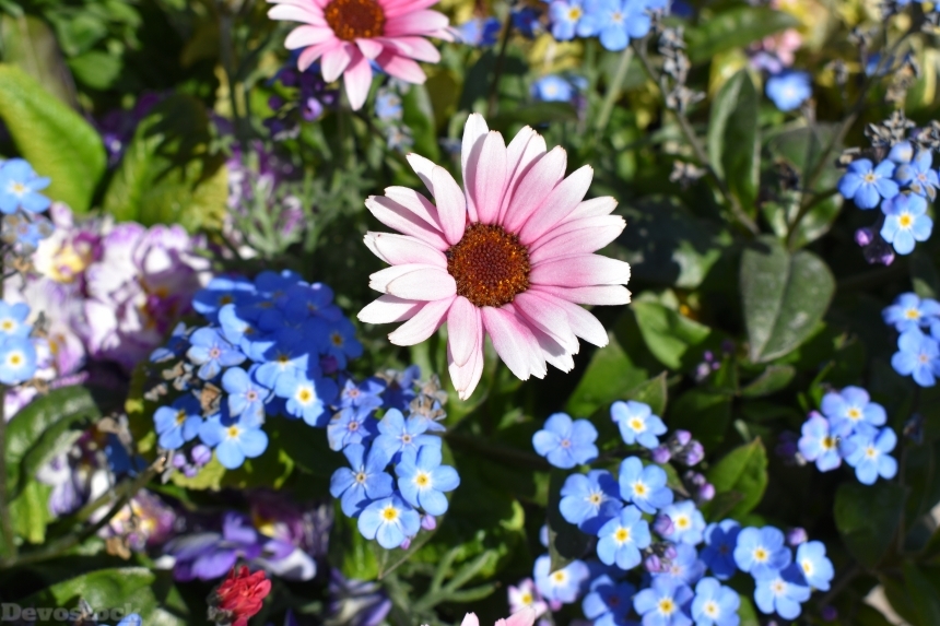 Devostock Exclusive Sweden Nature Skane Simrishamn Colorful Focus Flowers Spring 4k