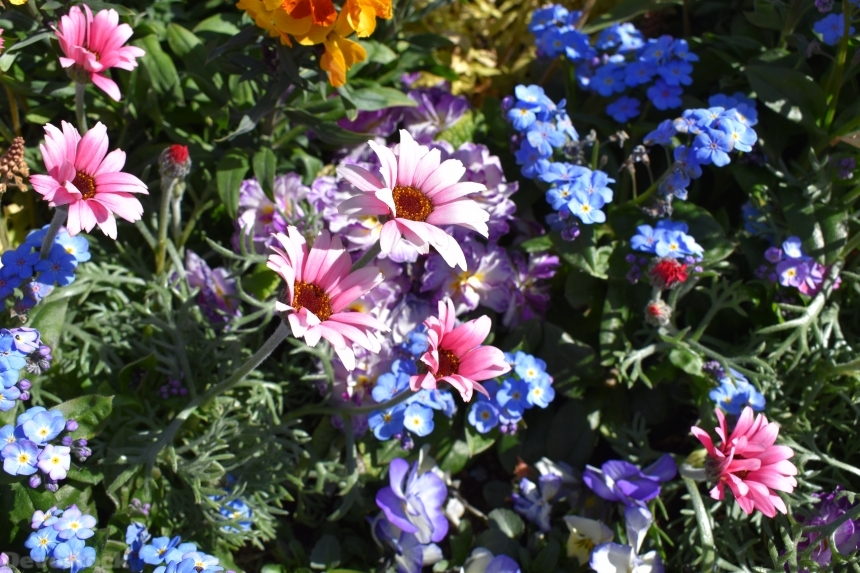Devostock Exclusive Sweden Nature Skane Simrishamn Spring Colorful Focus Flowers 4k