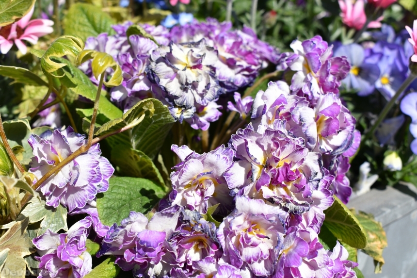 Devostock Exclusive Sweden Nature Skane Simrishamn Spring Colorful Purple Flowers 4k