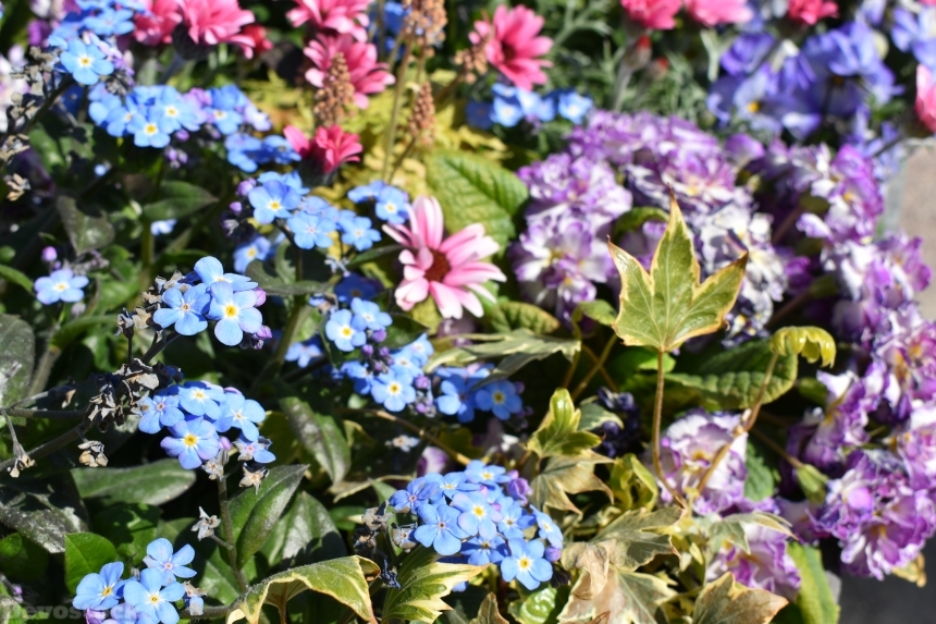 Devostock Exclusive Sweden Nature Skane Simrishamn Spring Colorful Small Flowers 4k