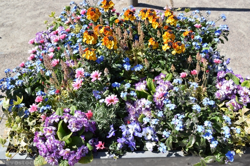 Devostock Exclusive Sweden Nature Skane Simrishamn Spring Colorful Small Flowers Street 4k