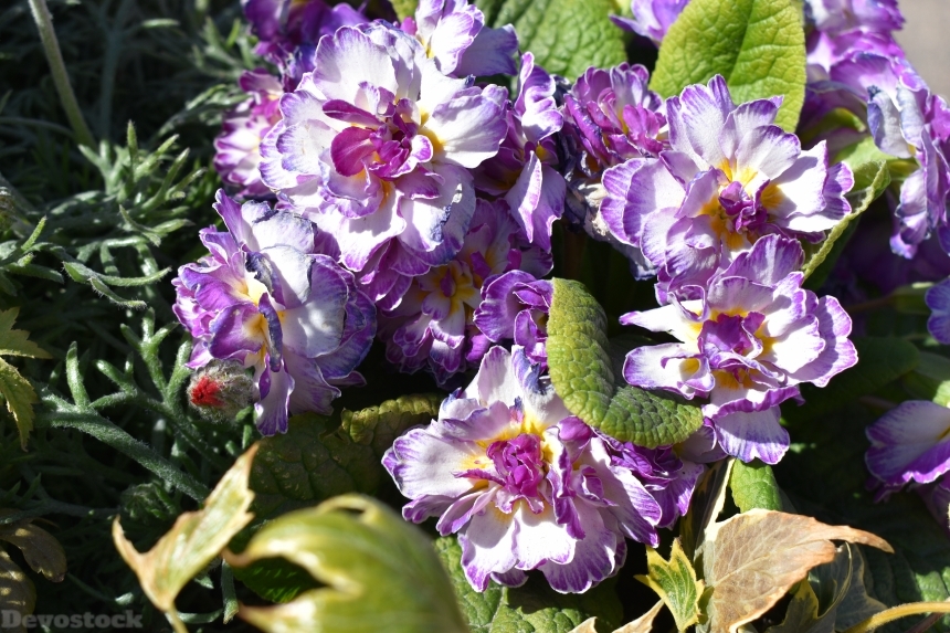 Devostock Exclusive Sweden Nature Skane Simrishamn Spring Purple Flowers 4k