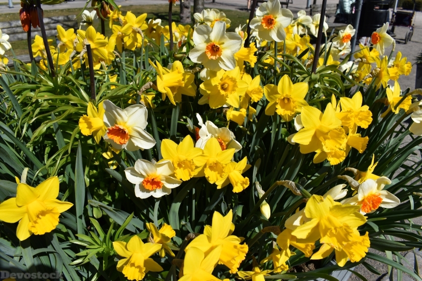 Devostock Exclusive Sweden Nature Skane Simrishamn Spring Yellow Focus Flowers 4k