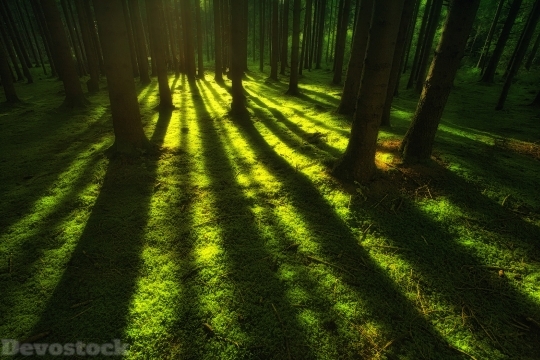 Devostock Forest Trees Sunbeam 3x 4K