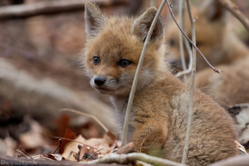 Devostock Foxes Cubs Glance 4K