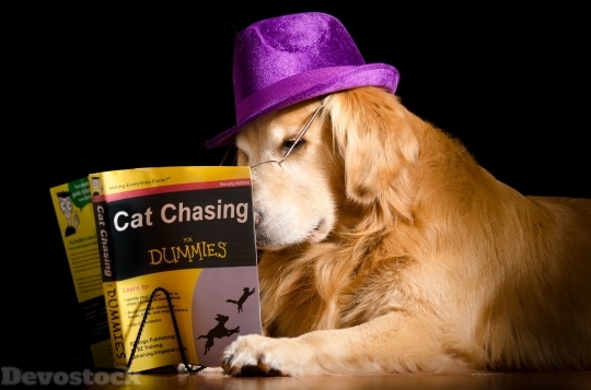 Devostock Funny Dog Learning Cat Book 4K