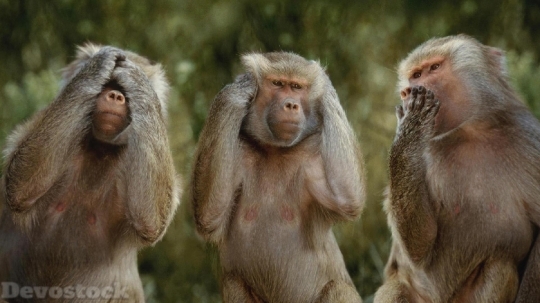 Devostock Funny Three Monkeys Hear Speak See 4K