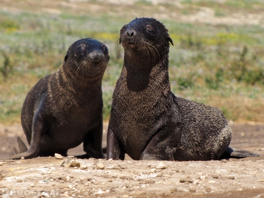 Devostock Fur Seal Faces 4K