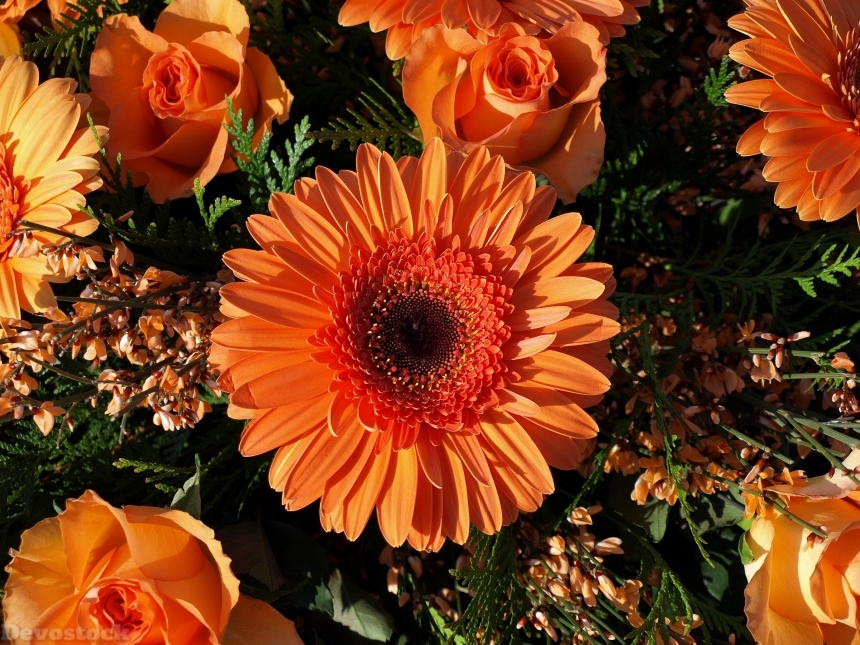 Devostock Gerberas Roses Closeup Orange 4K