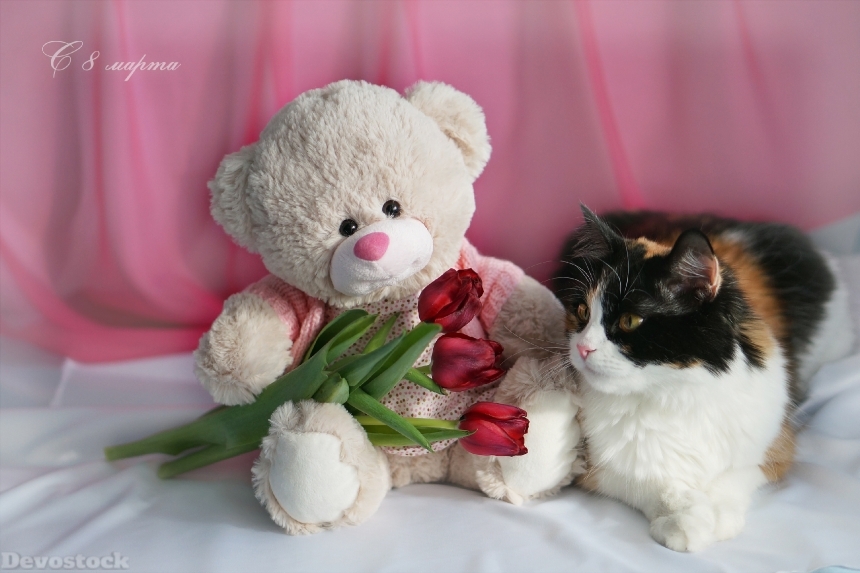 Devostock Holidays March 8 Cats Tulips Teddy Bear Russian 4K