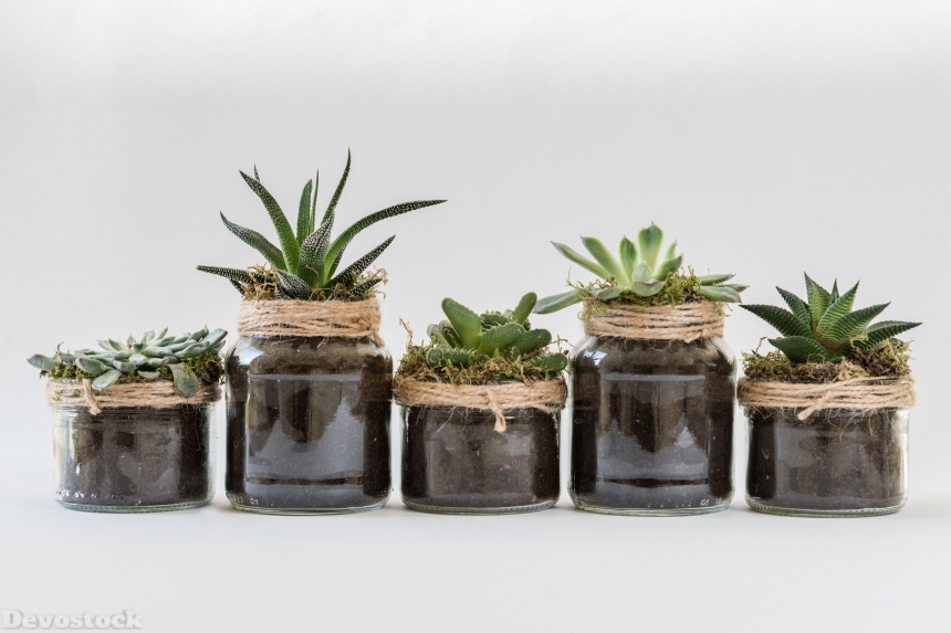 Devostock House Plant Pot Plants Different Types 4k