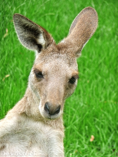 Devostock Kangaroo Expression Cute Face 0 4K