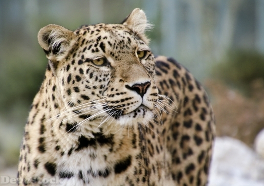 Devostock Leopard Persian Leopard Portrait 4K