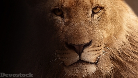 Devostock Lion Portrait Animal Portrait 4K